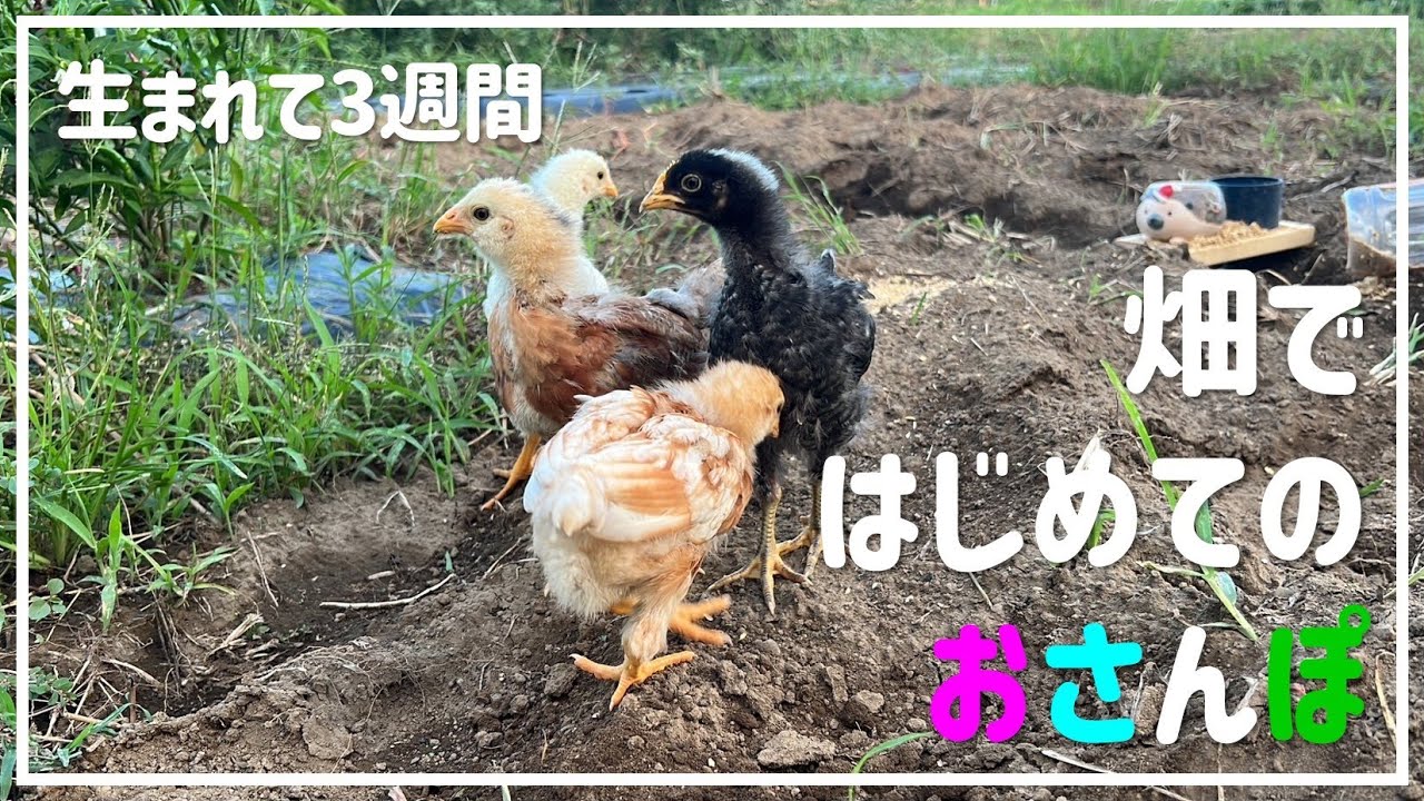 【ヒヨコ】畑ではじめてのおさんぽ！