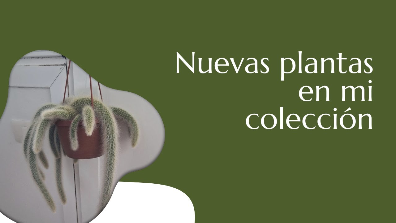 Nuevas plantas a la colección!!!