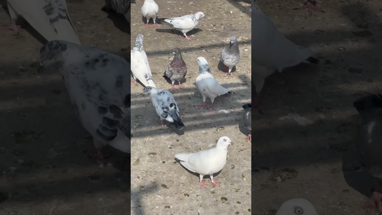 #indianpigeon