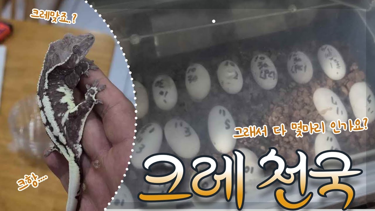 릴잔틱 ,아잔틱, 카푸,릴리 봐도봐도 끝이 없네요 이게 다 얼마...? 게코피아 2부