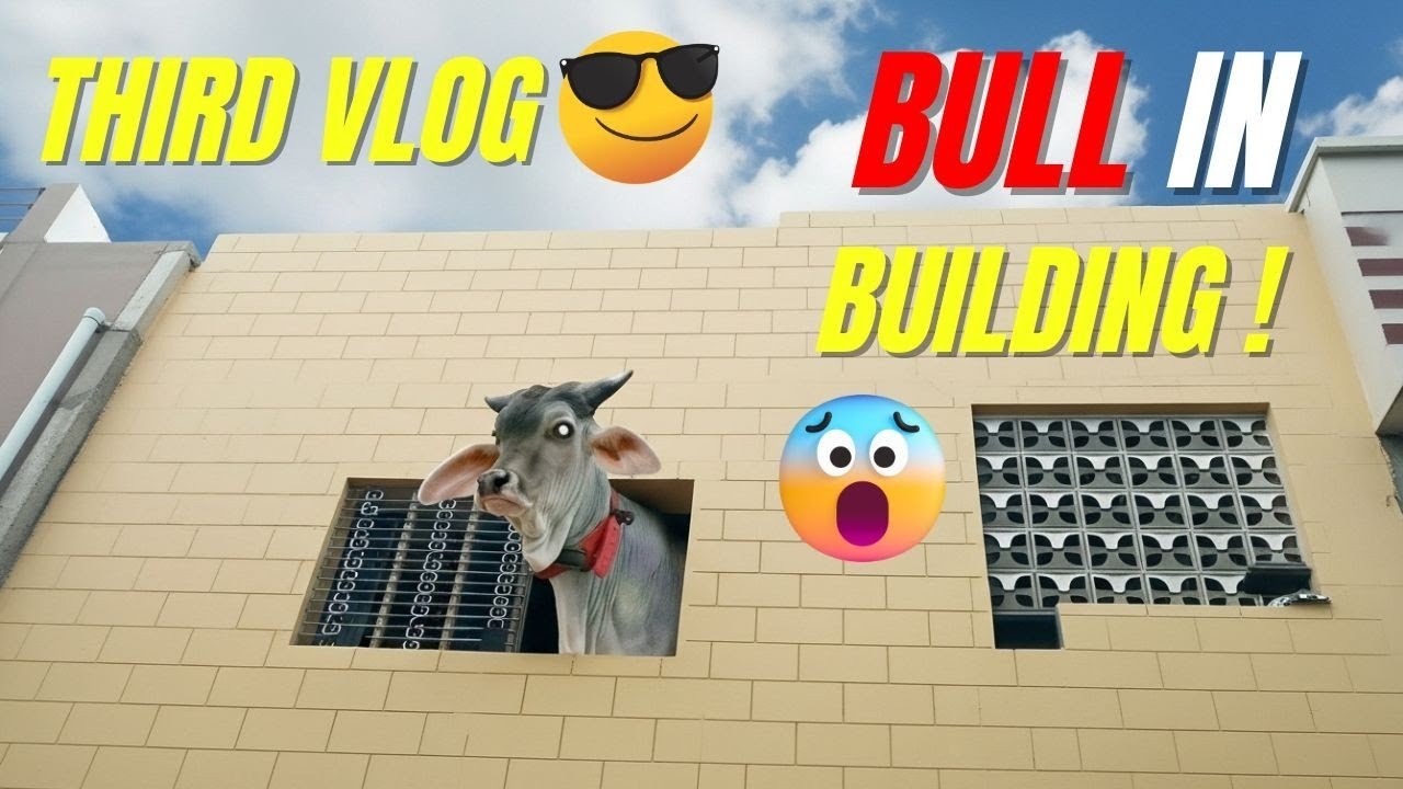 Bull Entered the Building 😱 | Third Vlog | Shocking & Funny Moment