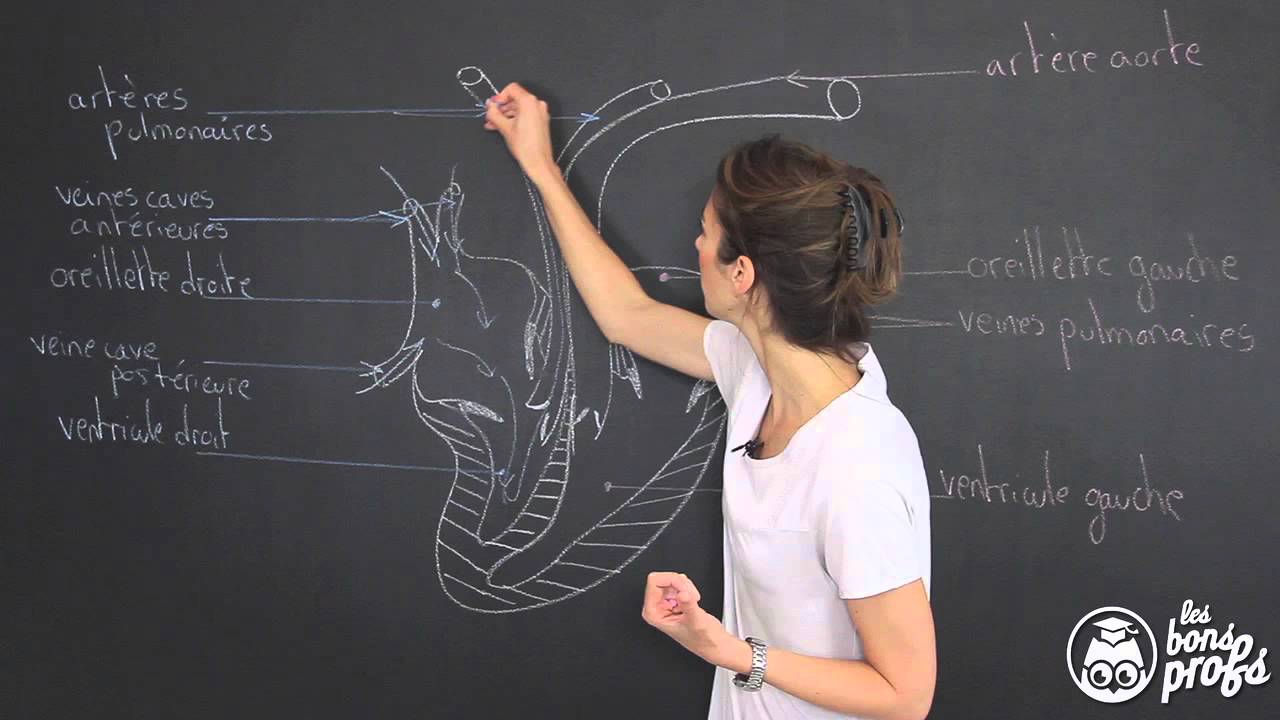 Le cœur, moteur de la circulation sanguine - SVT - Seconde - Les Bons Profs