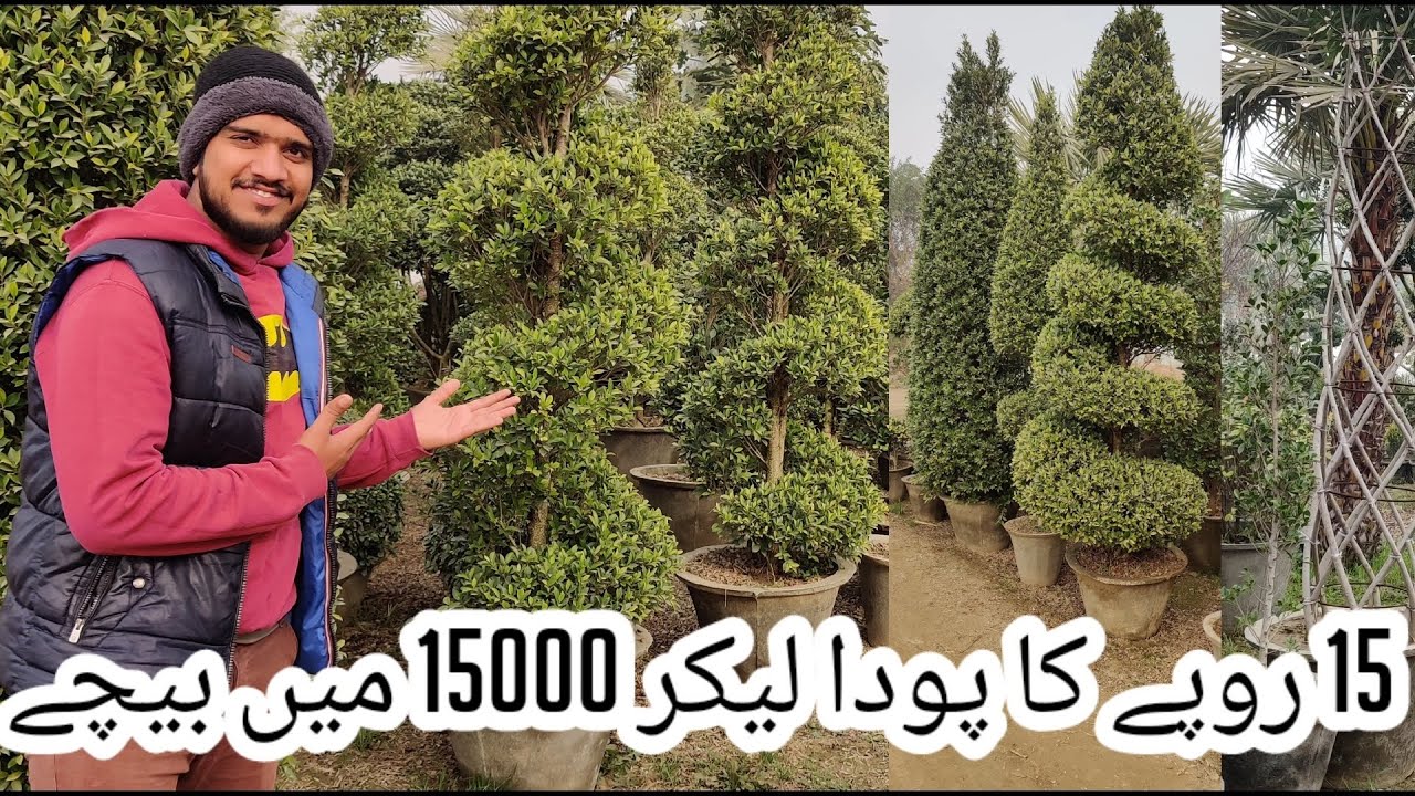 Pakistan best Nursery Visit in pattoki🥦 | Village life | Nomi Pendu