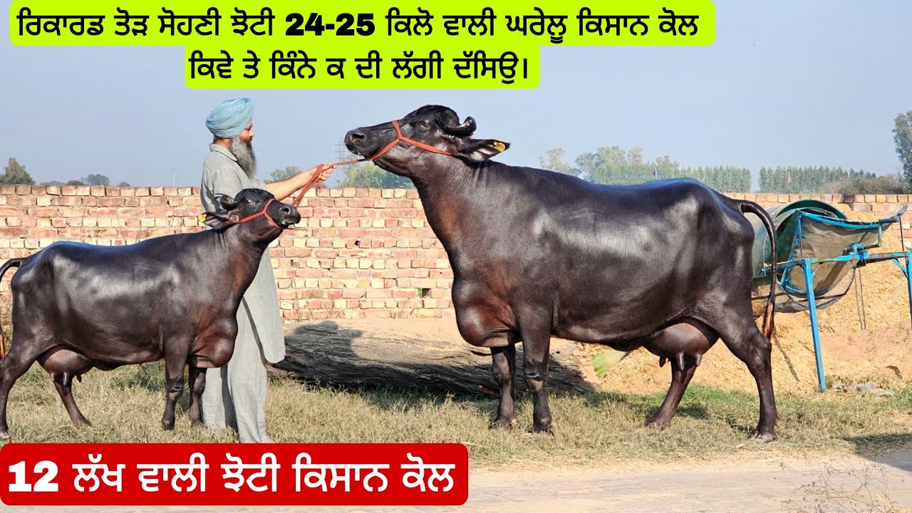 12 ਲੱਖ ਰੁਪਏ ਕੀਤਾਂ ਮੁੱਲ ਝੋਟੀ ਦਾਂ 24-25 ਕਿਲੋ ਵਾਲੀ ਘਰੇਲੂ ਕਿਸਾਨ ਕੋਲ ਤੂਹਾਨੂੰ ਕਿੰਨੇ ਦੀ ਲੱਗਦੀ ਅ ਫਿਰ।