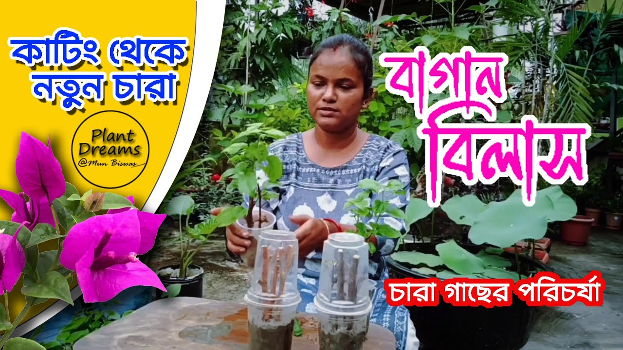 বাগান বিলাস কাটিং থেকে চারা | Bougainvillea Cuttings Grow in Bengali (English Subtitles)