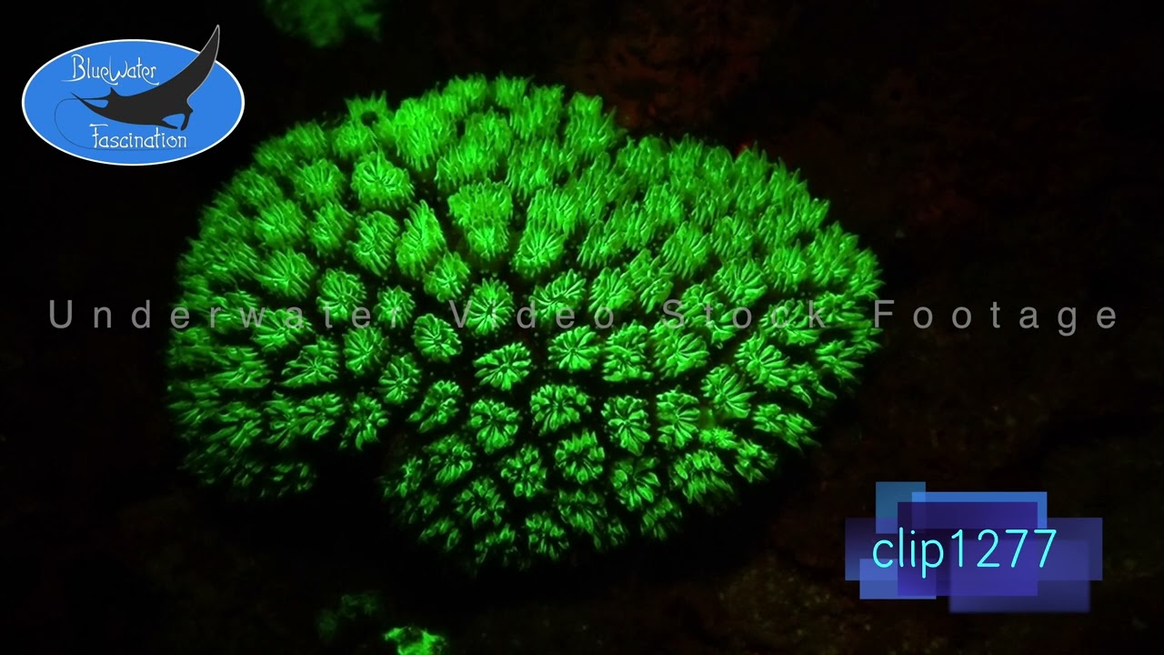 1277_Fluorescent green coral at night. 4K Underwater Royalty Free Stock Footage