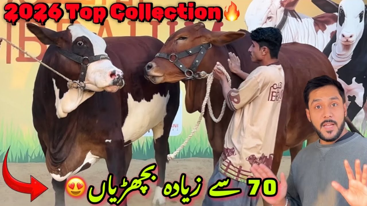 Ibrahim Cattle Farm Laya Qurbani Lovers Ke Liye Ek Se Ek Tohfa😍| Bakra Eid 2026 Collection🚨|
