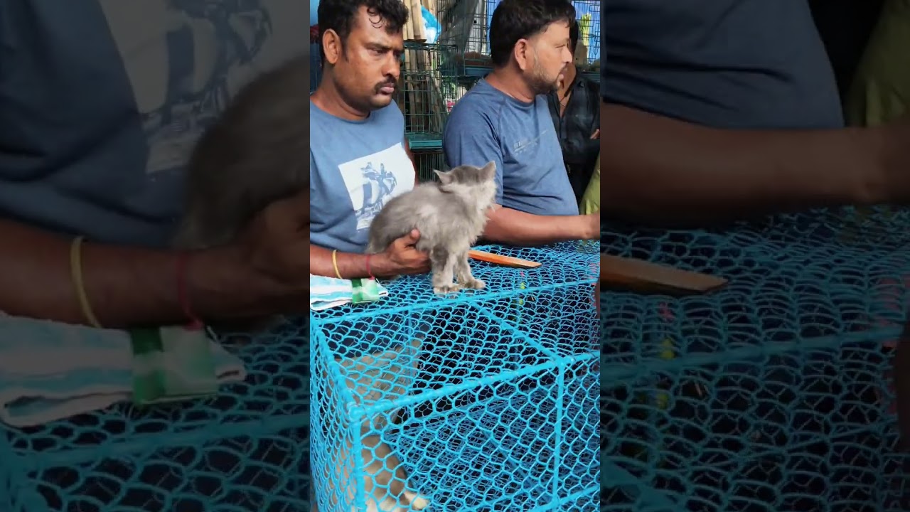 Hatibagan Pet Market 