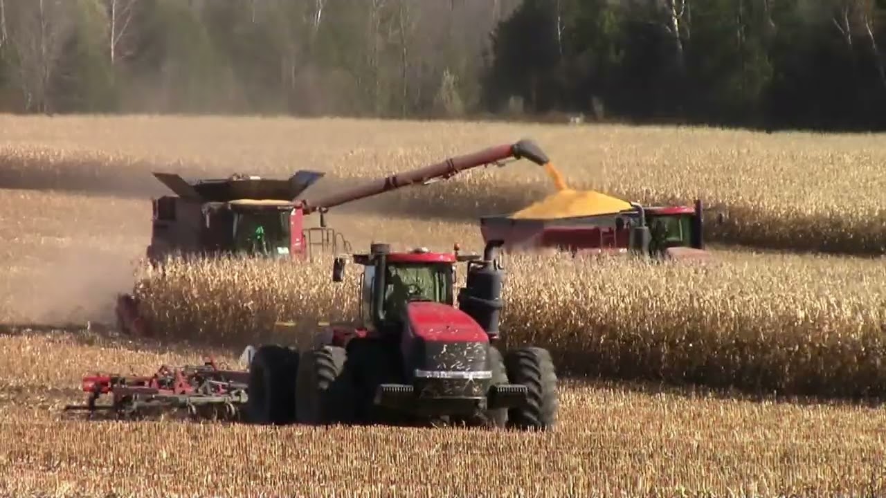Ridge View Farm Corn Harvest  10-26-24