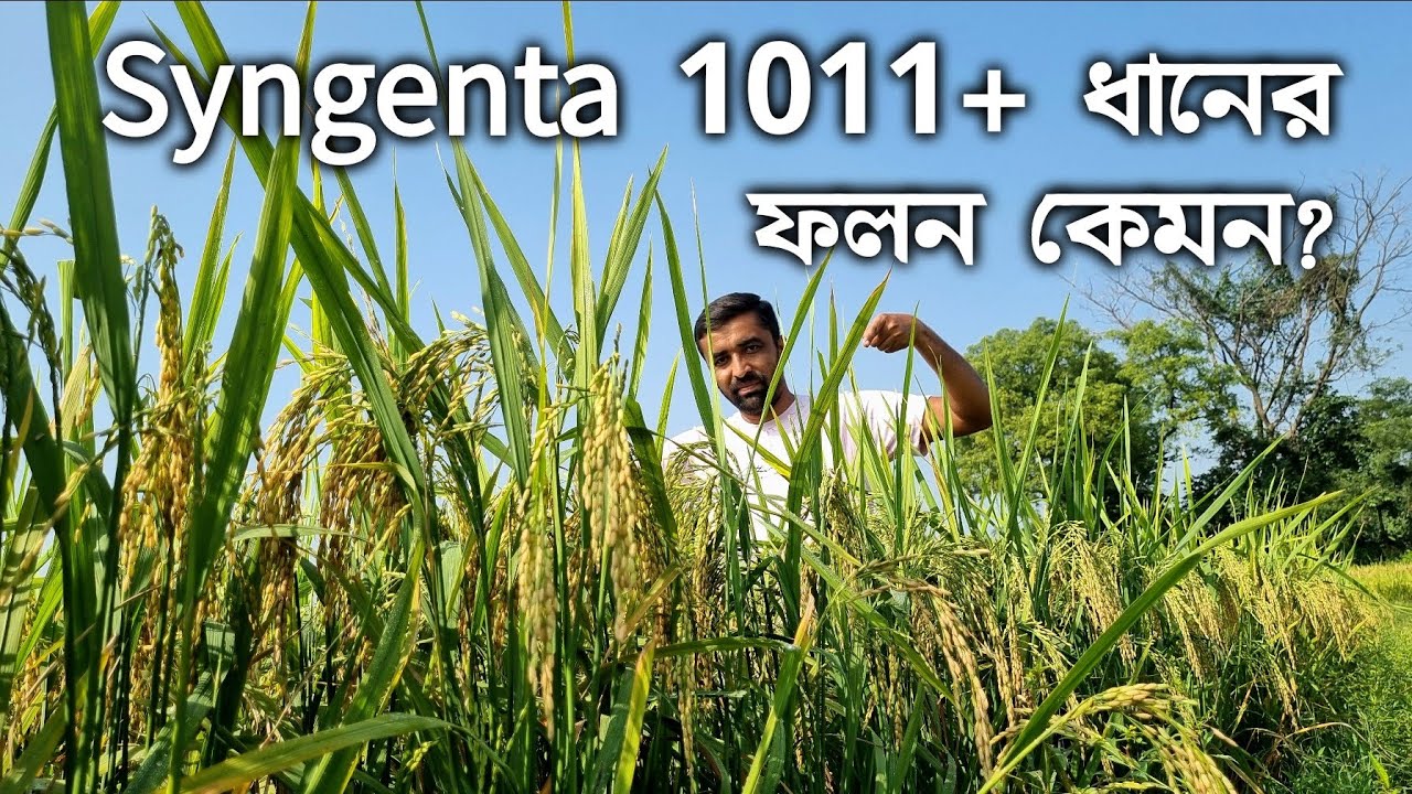 ধান চাষে অন্যান্য জমি থেকে ডবল ফলন পাবেন কিভাবে?Syngenta 1011+ধানের ফলন কেমন হয়?