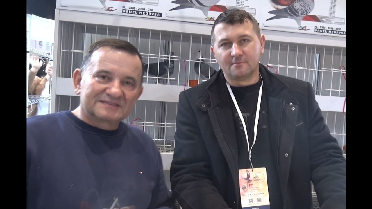 Oryginalne Gołębie Paweł Mędrysa -tel: 513 016 809