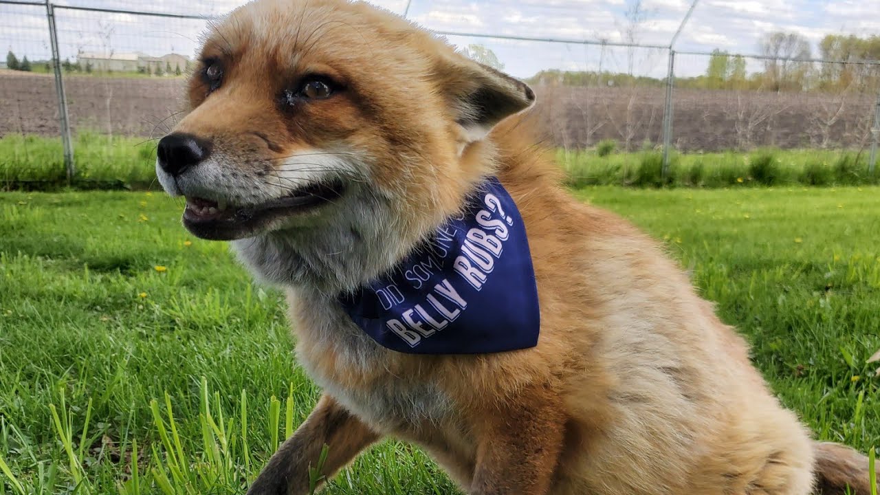 Finnegan Fox wants all the watermelon 🍉