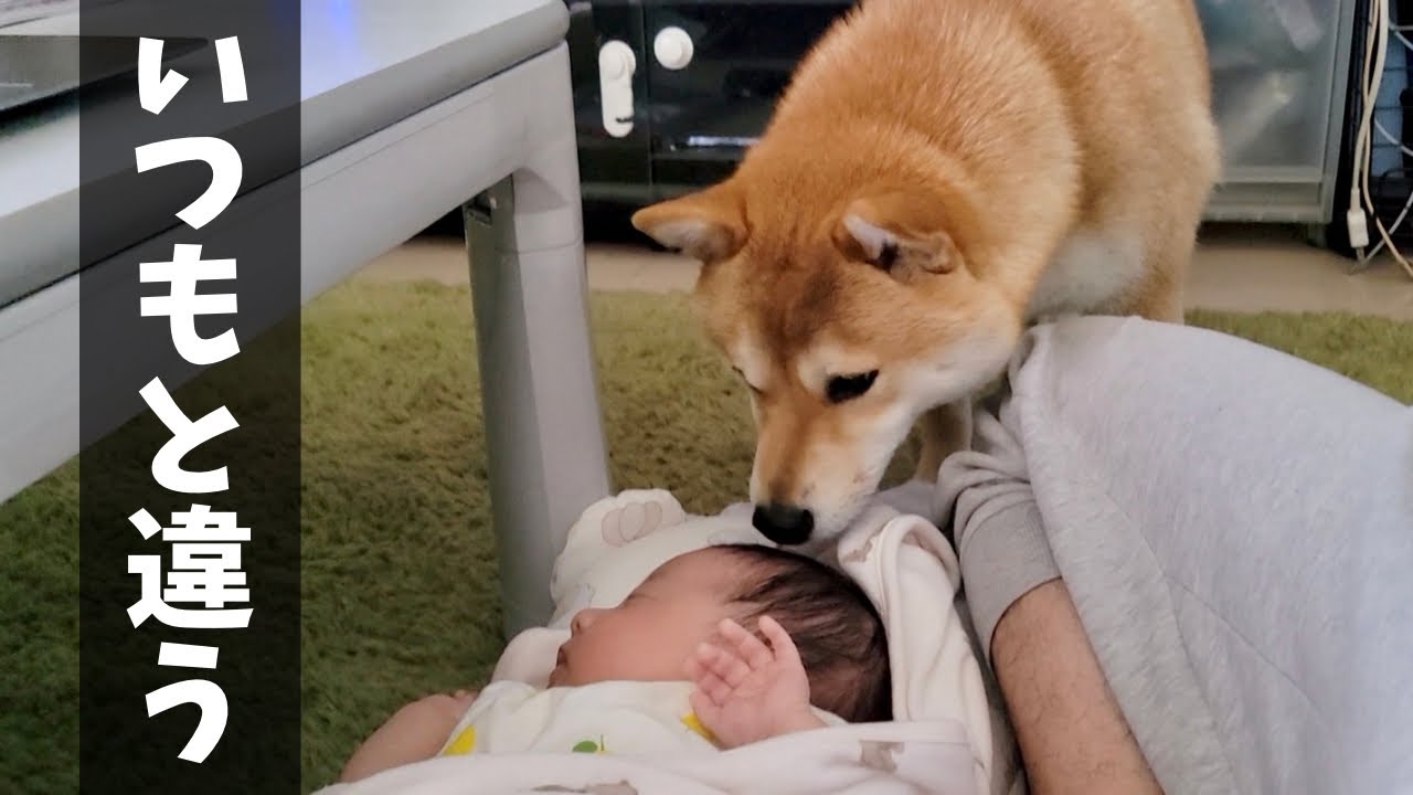 パパにも分からなかった0歳赤ちゃんの異変に気づく豆柴