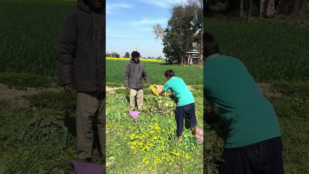 ایک اور سخت مقابلہ 😂😂 #viralvideo #farming #jattlifestudio #villagevlog #funnyshorts #pakistan 