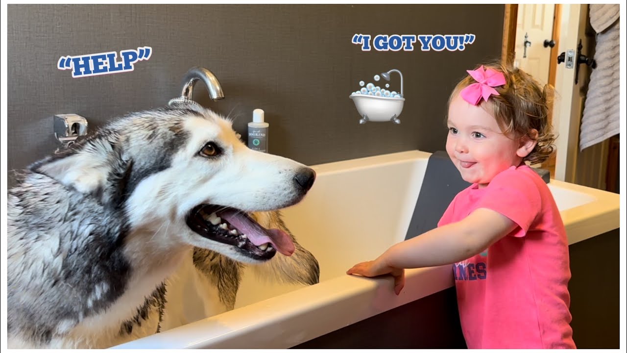 Adorable Baby Does Everything She Can To Convince Scared Husky To Take A Bath!🥰🛁.