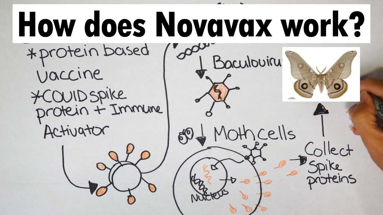Novavax | How does Novavax work?