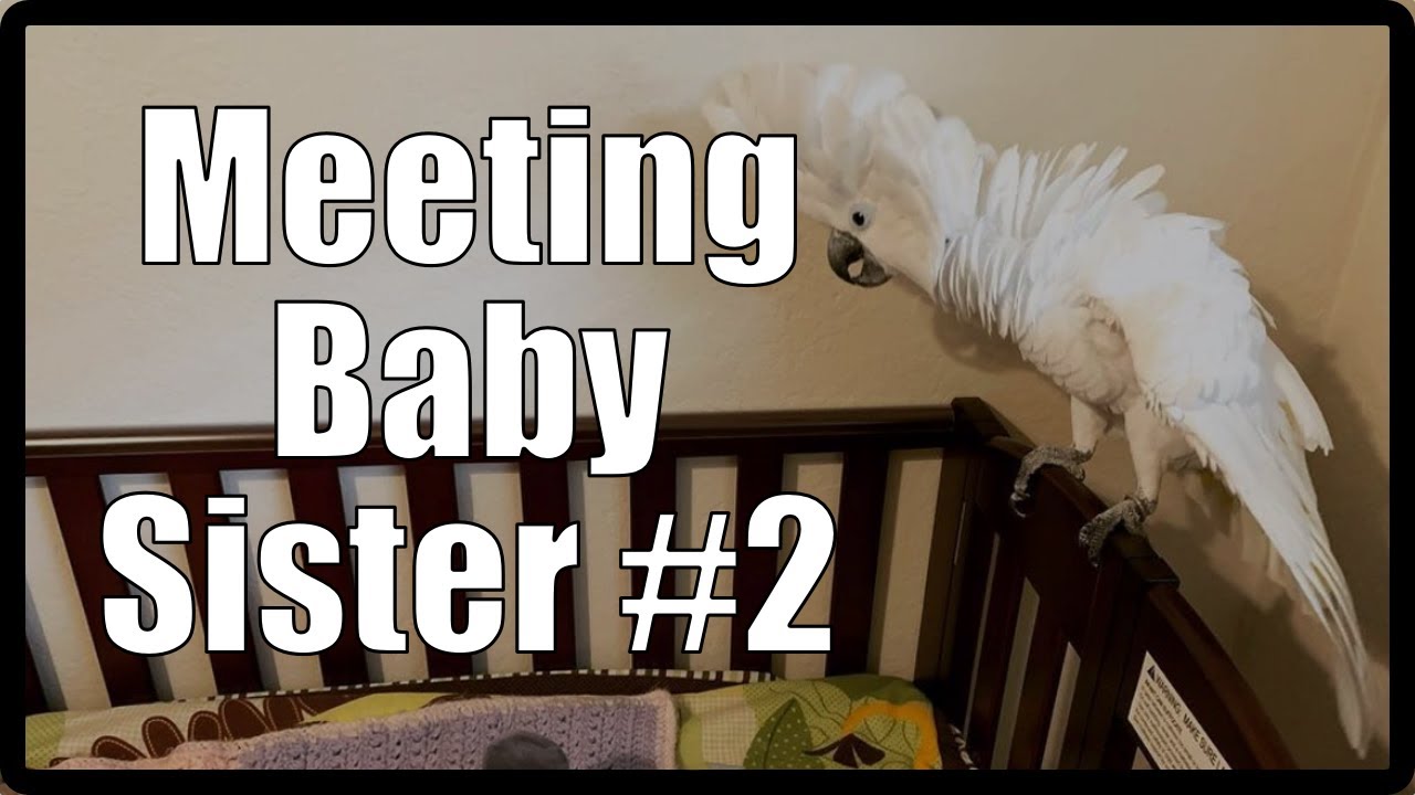 Meeting Baby Sister #2