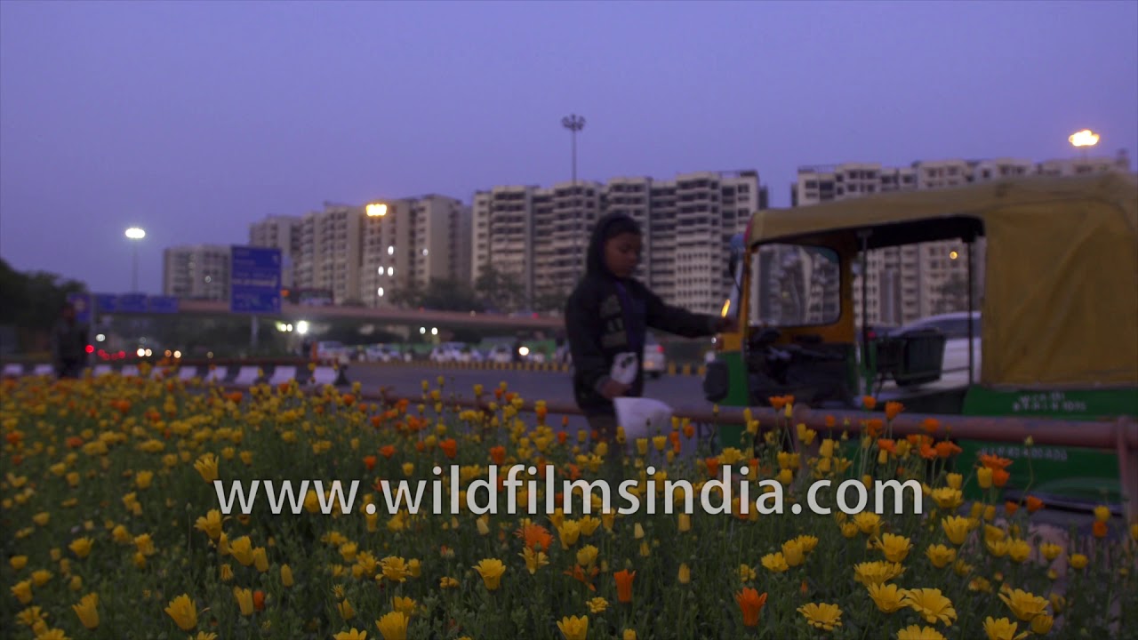 AIIMS flyover day to night time lapse with Calendula flowers in bloom: New Delhi in spring