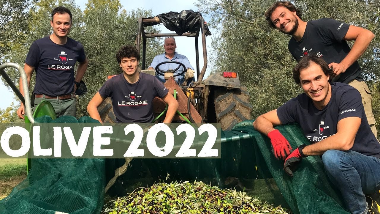Raccolta olive 2022 - ft. tutti i fratelli