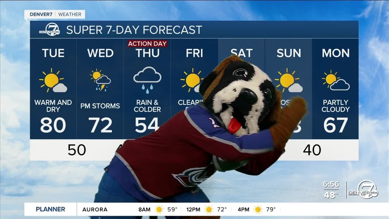Colorado Avalanche mascot Bernie pays Denver7 a visit Tuesday morning