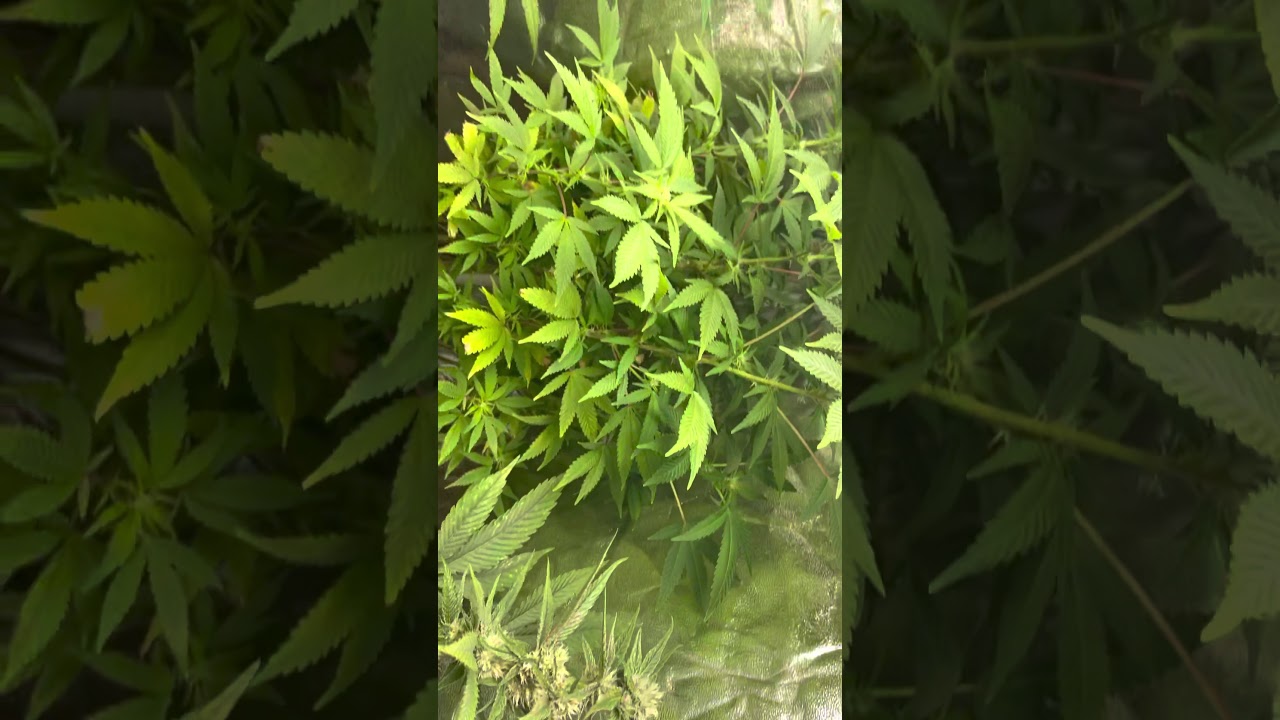 Mars hydro grow journal tsw2000 #marshydrosp6500