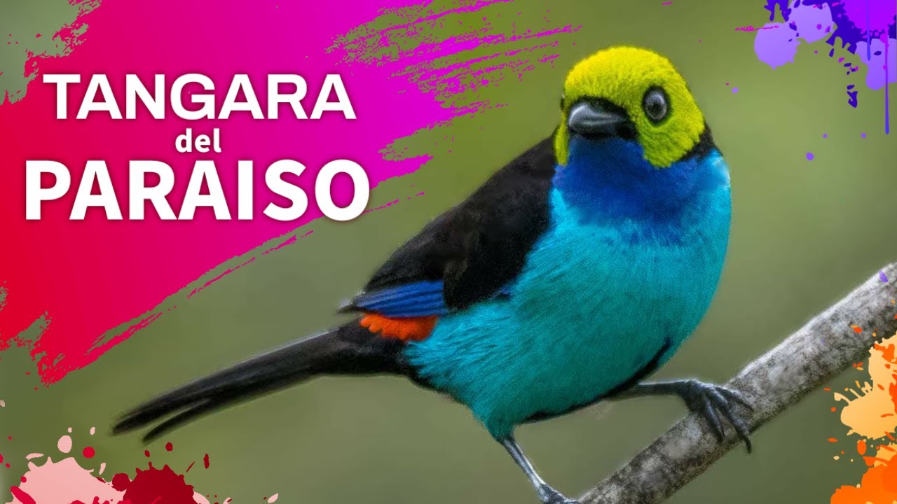Aves del Mundo | Tangara del Paraíso (Tangara chilensis) #america #pajaros #aves
