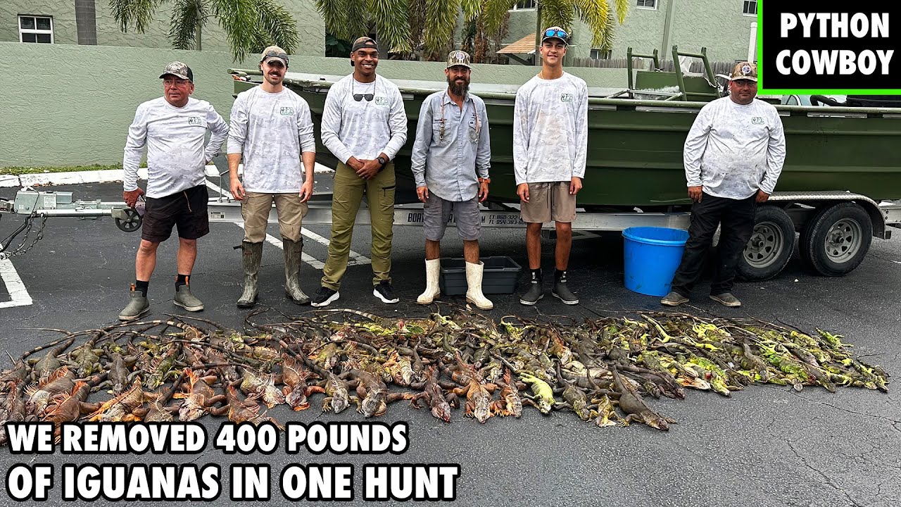 We Took Out 400 Pounds of Invasive Iguanas In One Epic Hunt