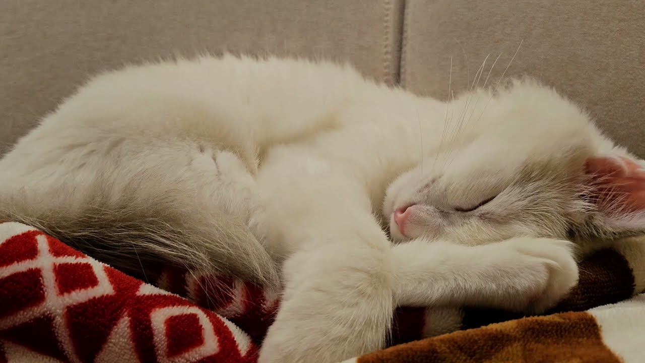 스트레스 받았을 땐 잠자는 고양이 힐링 영상