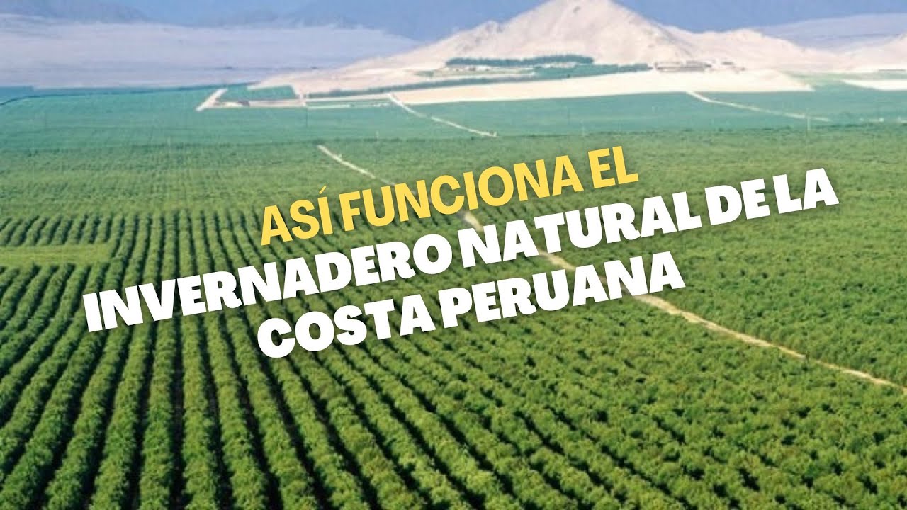 La costa peruana es un invernadero natural que produce riqueza y genera empleo: Corriente Humboldt