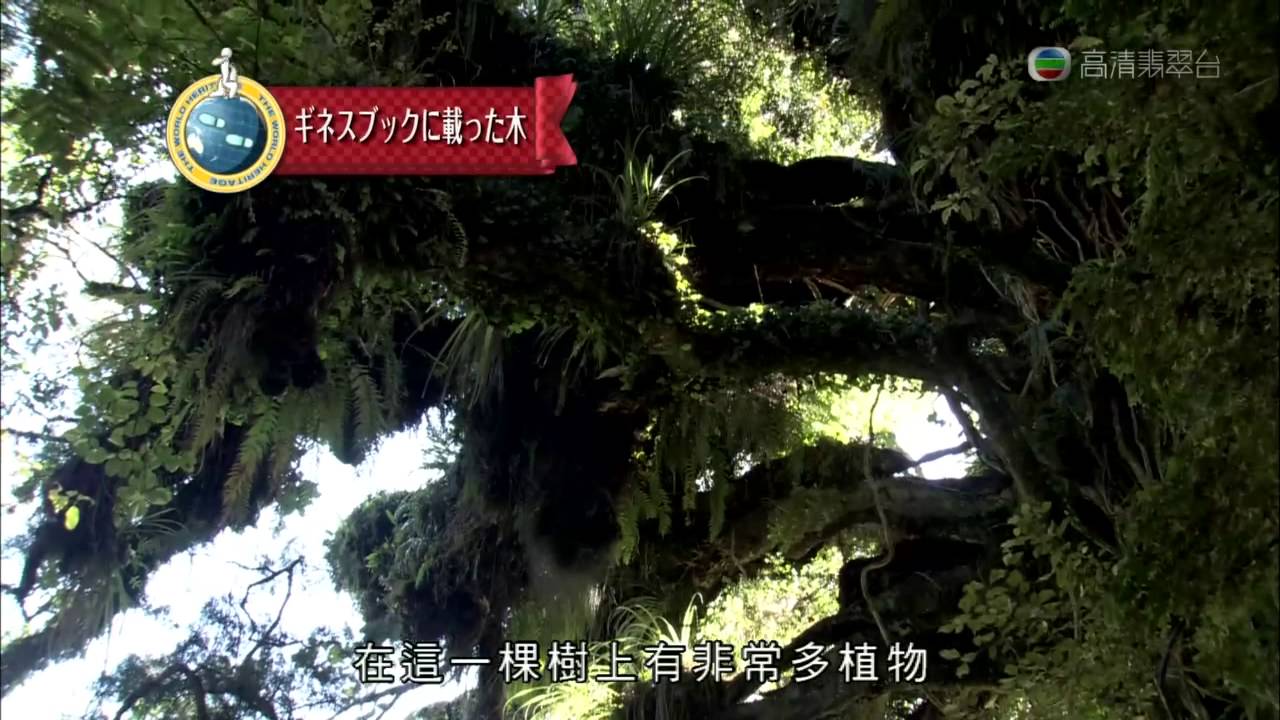 世界文化遺產 VII Ch08