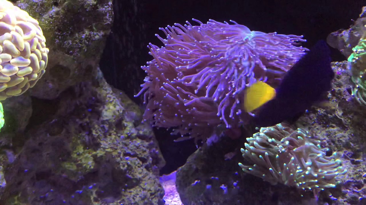 8 month update on reef tank