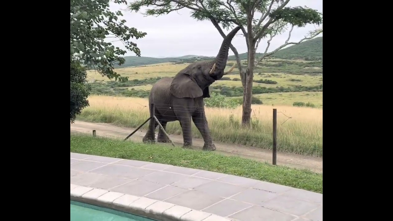 Tribute of our elephant family at ThulaThula 