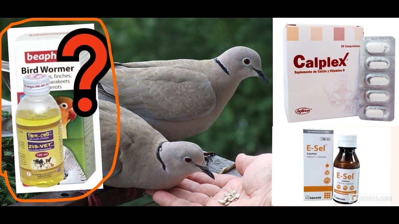 ঘুঘু পাখির মাসিক ভিটামিন কোর্স.Monthly Breeding Course for Australian Dove