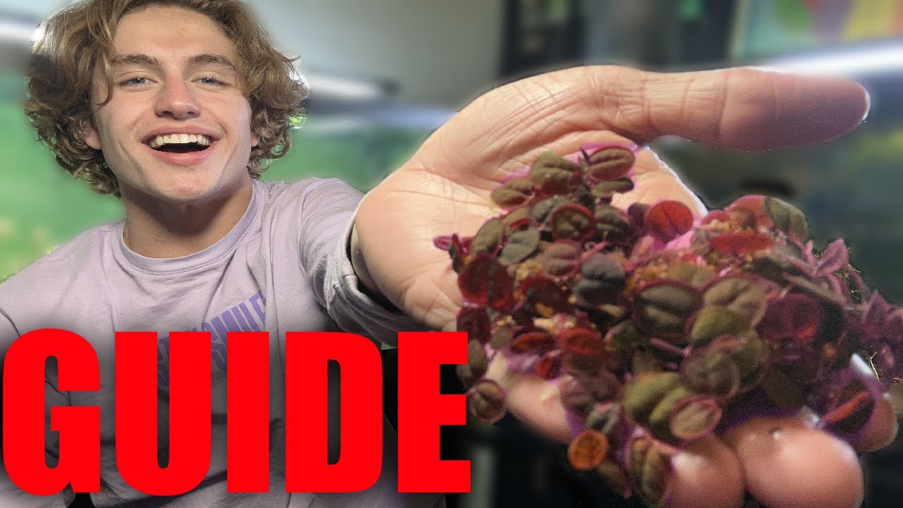 How to grow Red Root Floaters (Phyllanthus Fluitans)