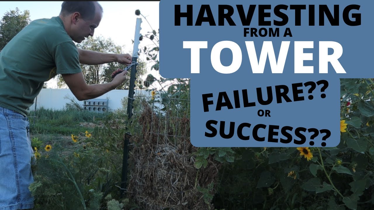 Harvesting the POTATO TOWER || TRUE RESULTS || Do potato towers work?