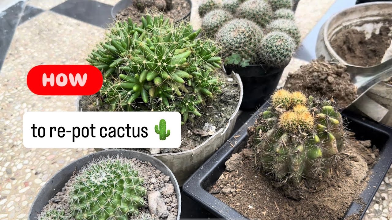 Repotting my cactus. Plant care 