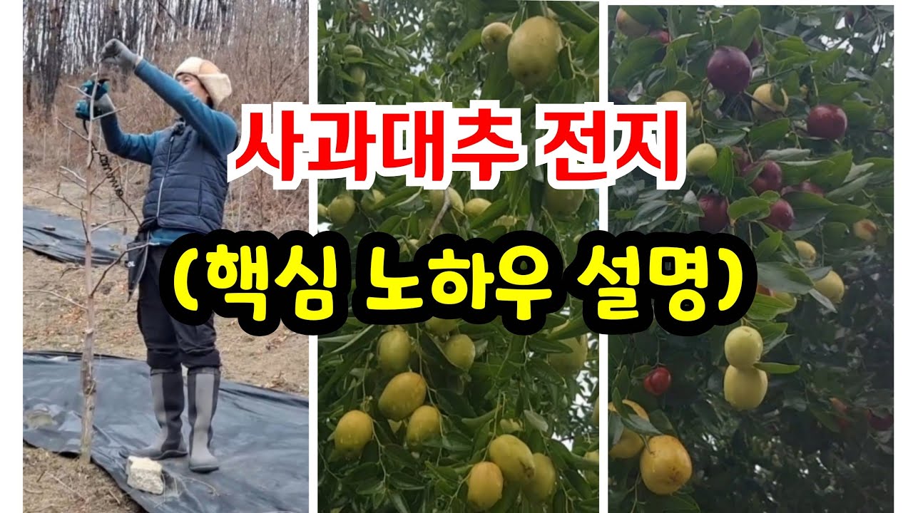 [전지의 정석] 사과대추 전지, 3년생 전후로 '이렇게' 달라집니다! (필수 시청)