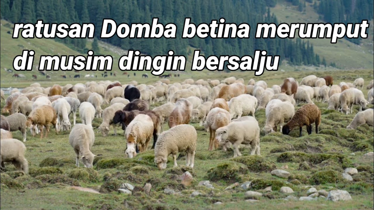 Video Gembala kawanan Domba besar di Ladang kering tertutup salju selama musim dingin 
