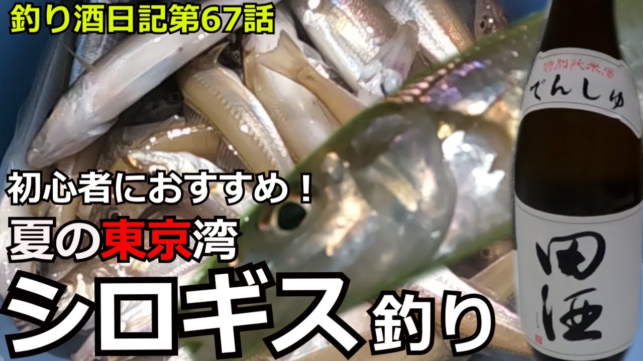 【シロギス釣り】初心者にもおすすめ！旬魚をたくさん釣って美味しく頂きます！