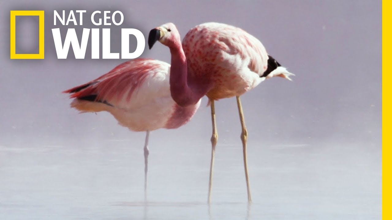 These Animals Survive Extreme Heat | Wild Chile