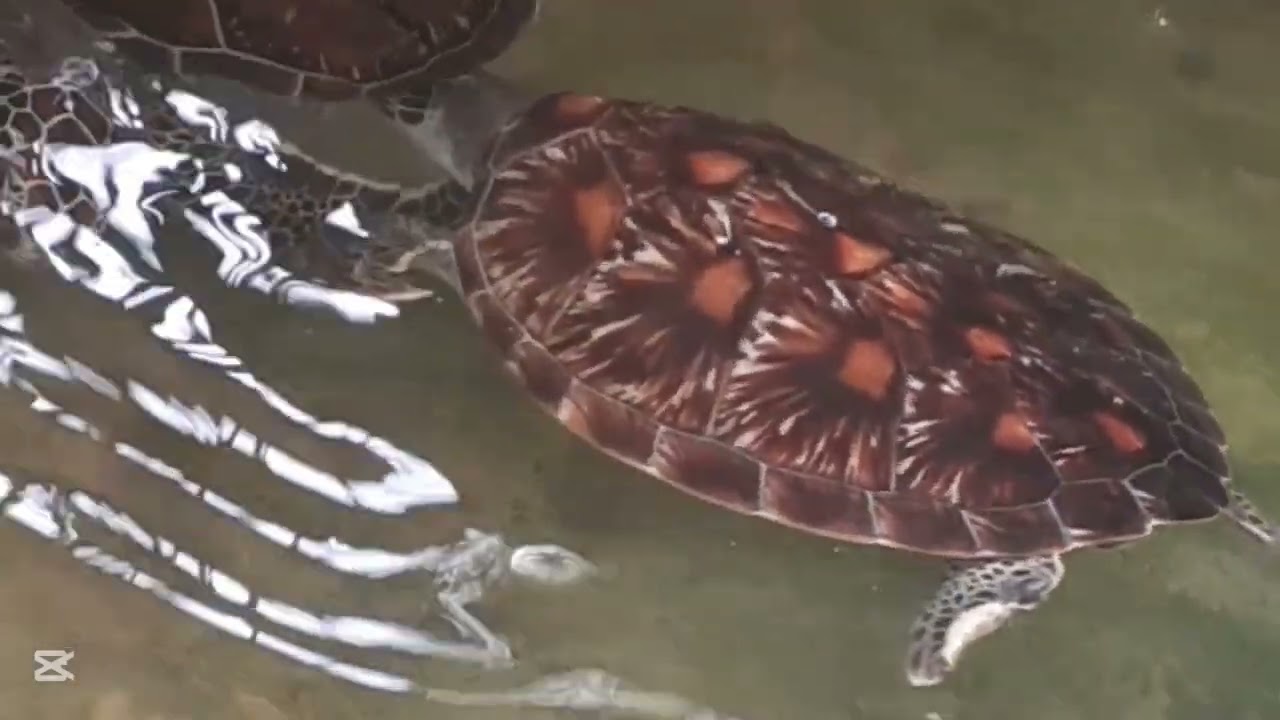 Turtles in Sri lanka 🐢 🐢 🐢