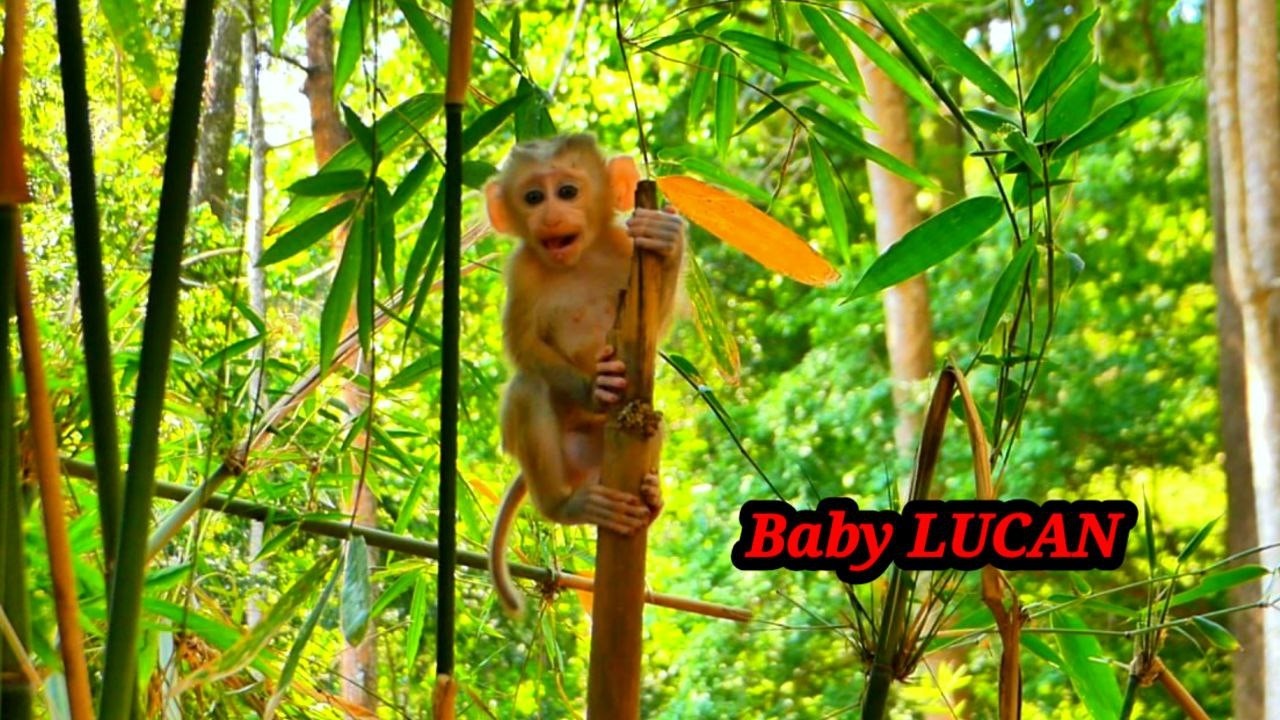 Incredibly! Baby LUCAN can climb a tree all by himself, without the help of his mother.