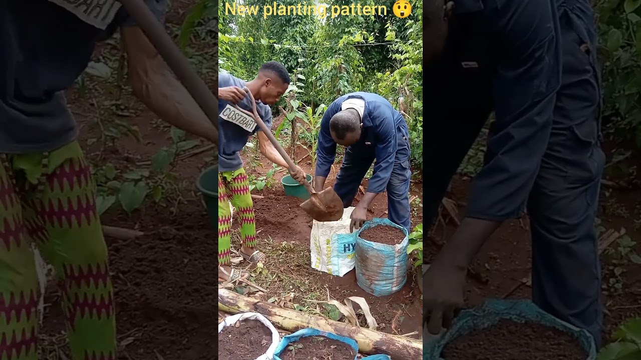 New method of planting seed yams in sacks, part 1😲!#shortsvideo #foodsecurity #africa