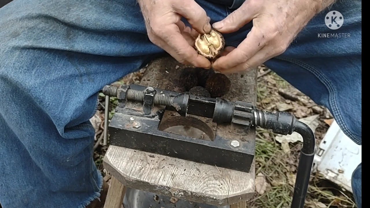 Black Walnut Cracking