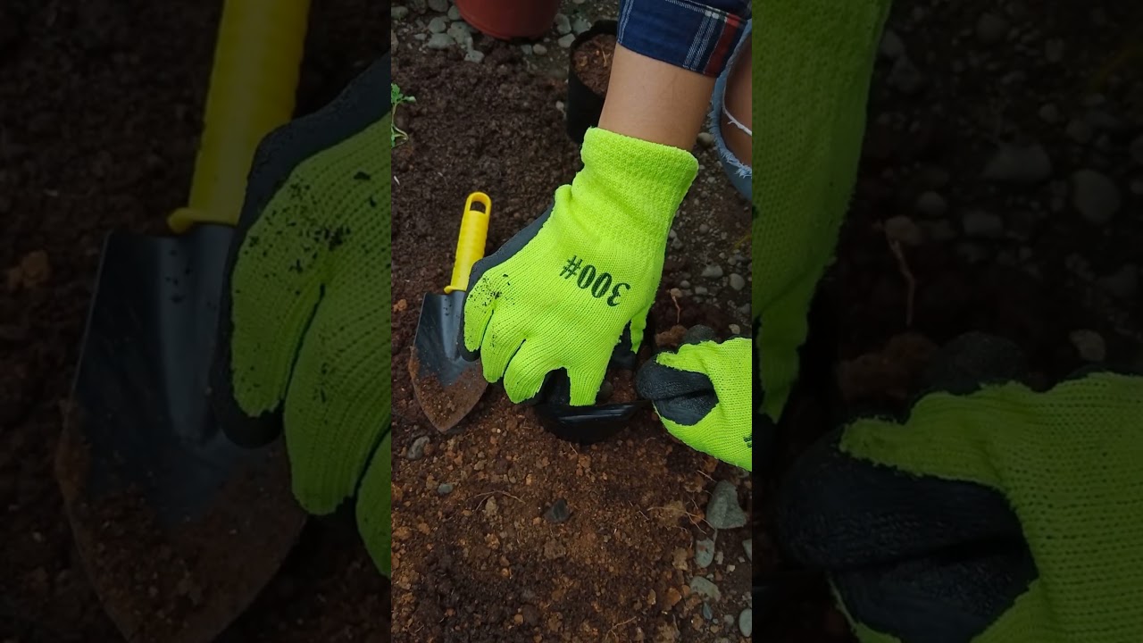 Bagging Soil Media                              TM 1-Media Preparation