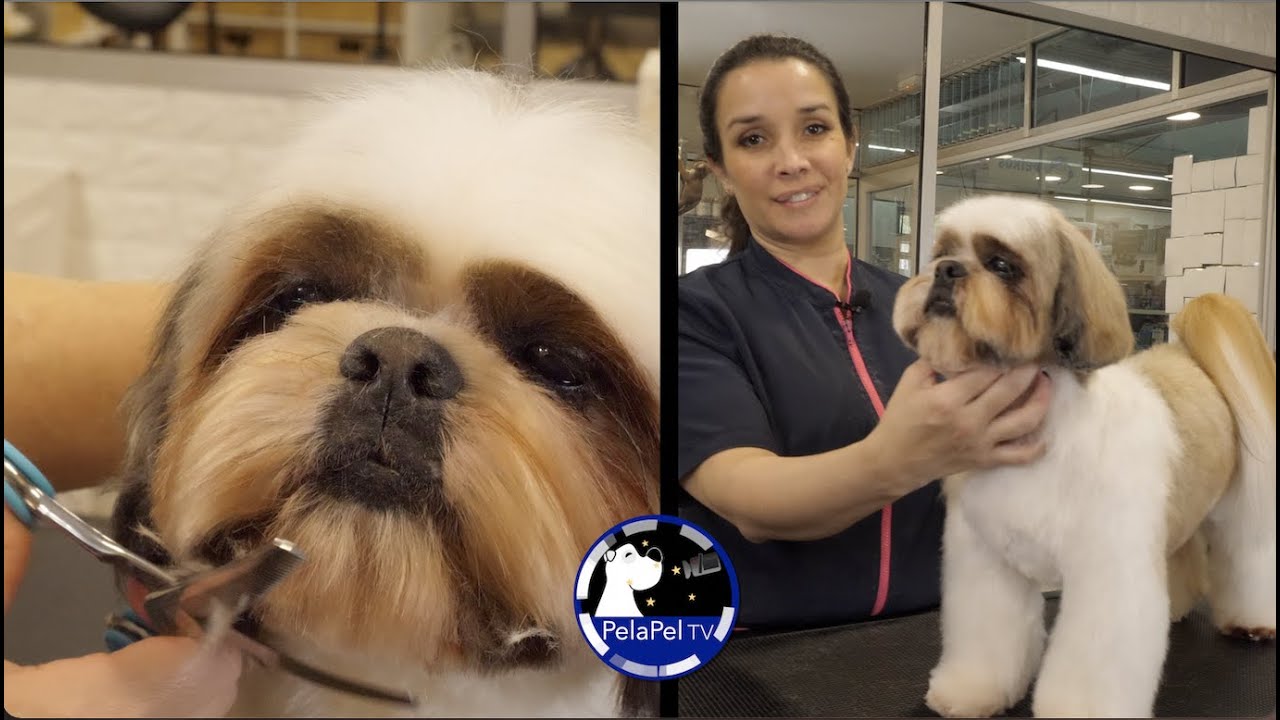 PELUQUERÍA CANINA, CORTE COMERCIAL arreglo peluqueria canina shih tzu CON ISADORA ALTUVE