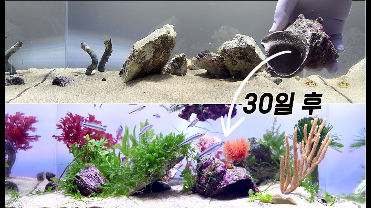 제주도에서 작은 소라껍데기를 주워왔는데, 그 속에 물고기 50마리가 살고 있었습니다. 물고기에게 어울리는 해조류를 심어주고 6개월이 지나면 어떤 모습이 되었을까요?