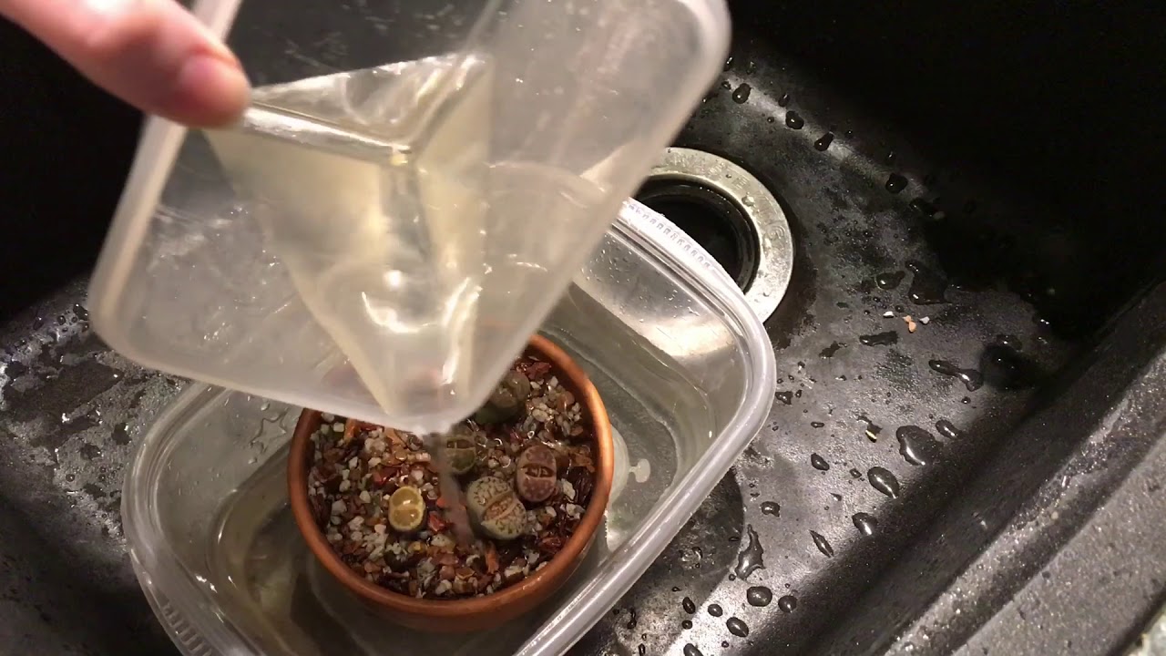 Lithops Rooting Update