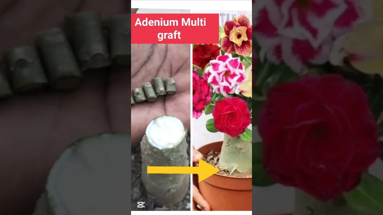 Adenium multiple graft #adenium #grafting #desertrose
