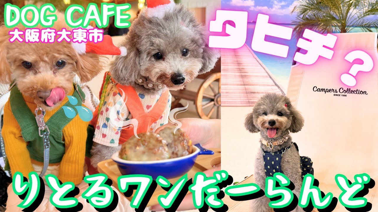 【犬と行けるカフェ・りとるワンだーらんど】南国に行った気分になれるドッグカフェが凄すぎた！【屋内ドッグラン併設・店内犬OK】㏌大阪府大東市